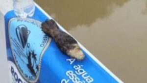 Gate detona artefato suspeito no Urbanova e trânsito trava em São José