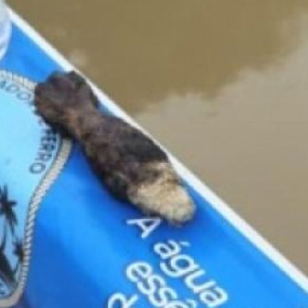 Gate detona artefato suspeito no Urbanova e trânsito trava em São José