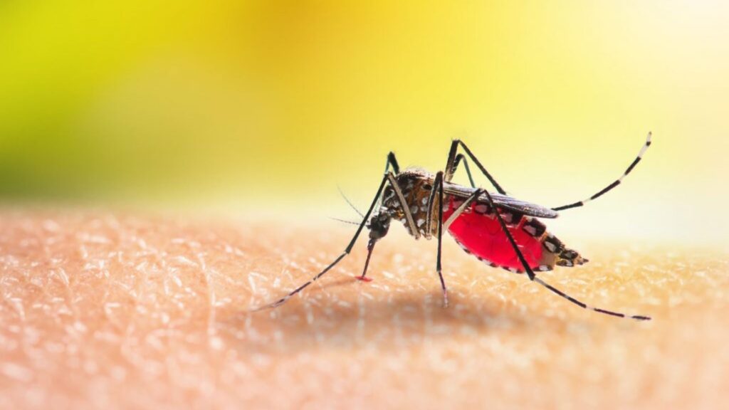 mosquito transmissor de dengue e febre amarela