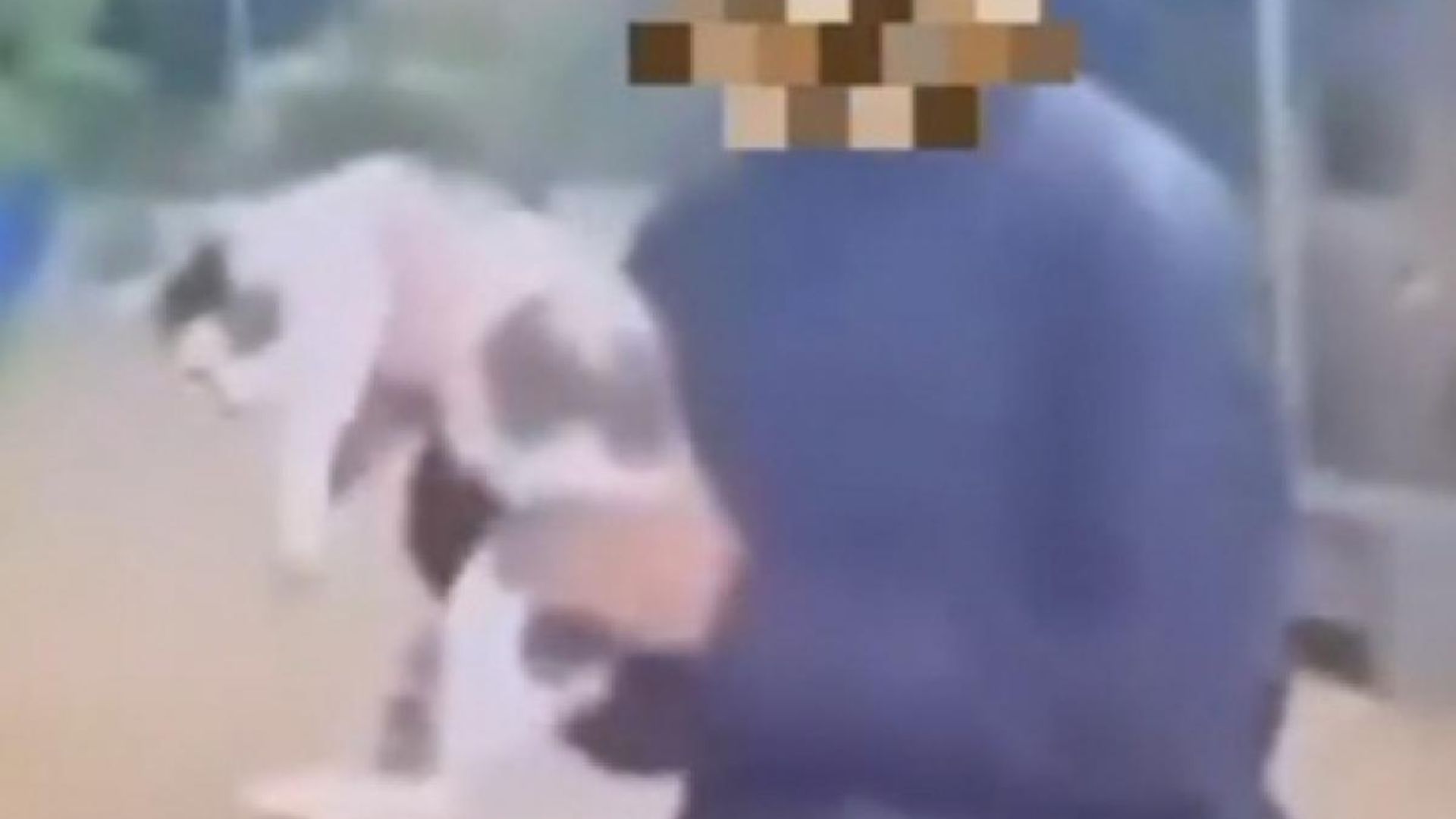 São Luiz do Paraitinga GATA