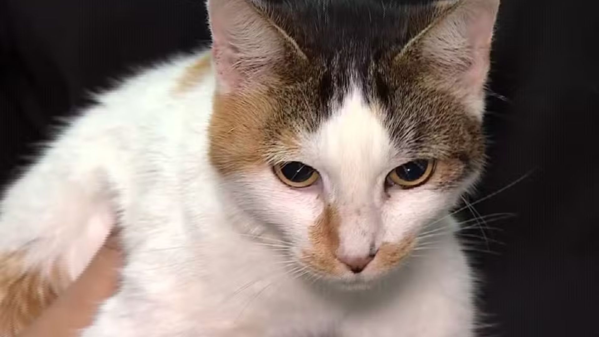 gata safira que foi arremessada no rio paraitinga em são luiz do paraitinga