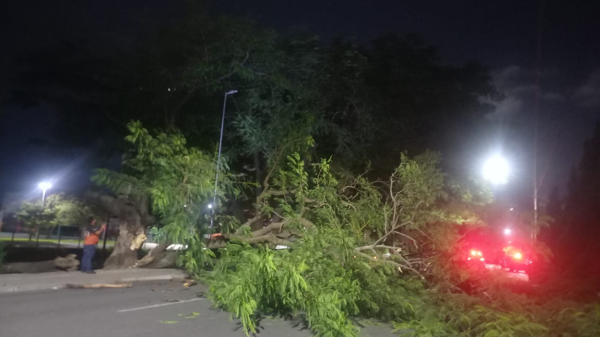 árvore cai na avenida marrocos em taubaté