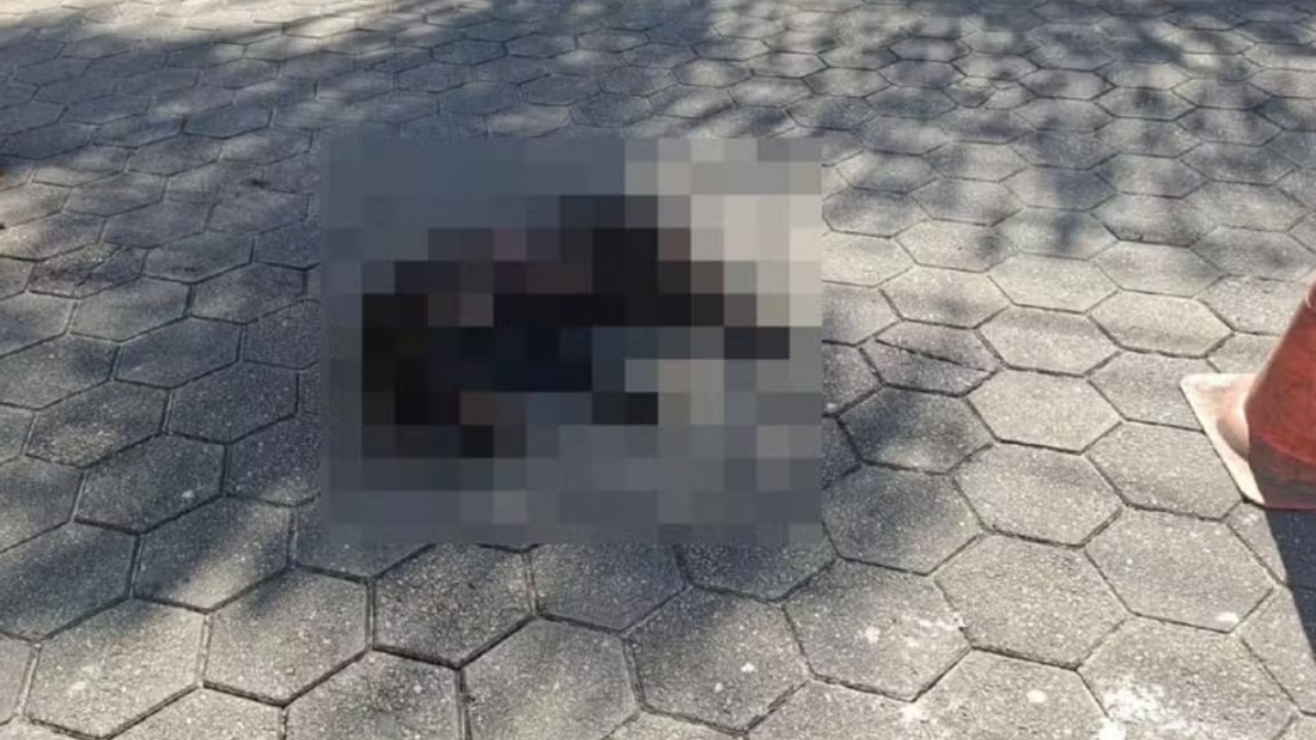 cachorro morre atropelado em caraguatatuba