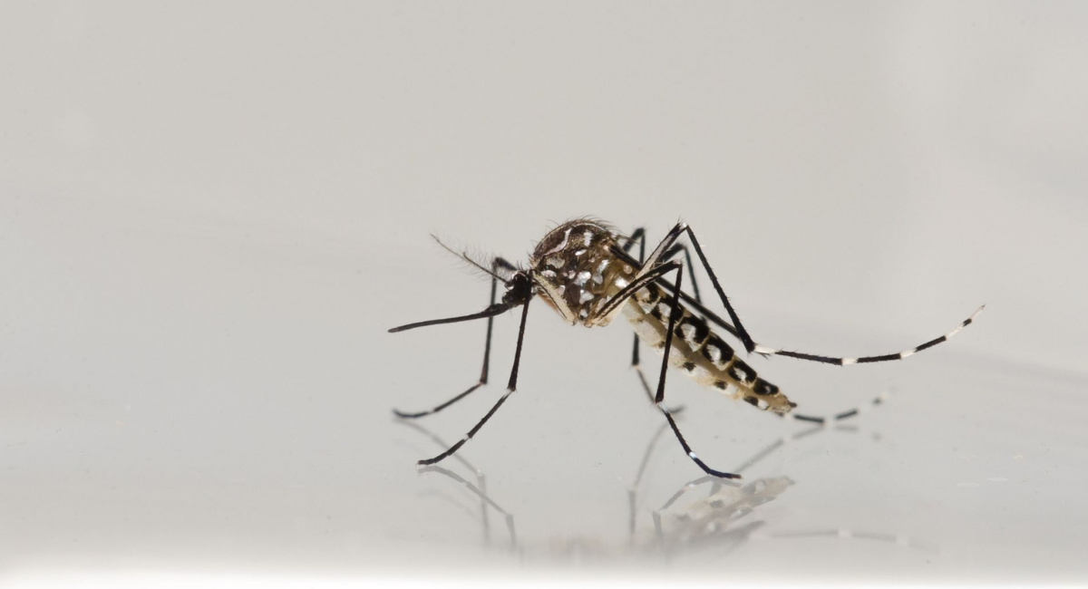 dengue