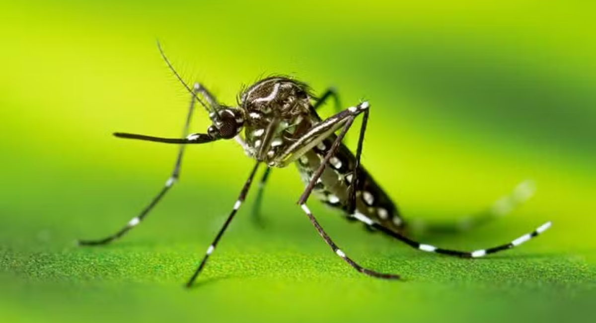 Dengue causa nova morte em taubaté sp
