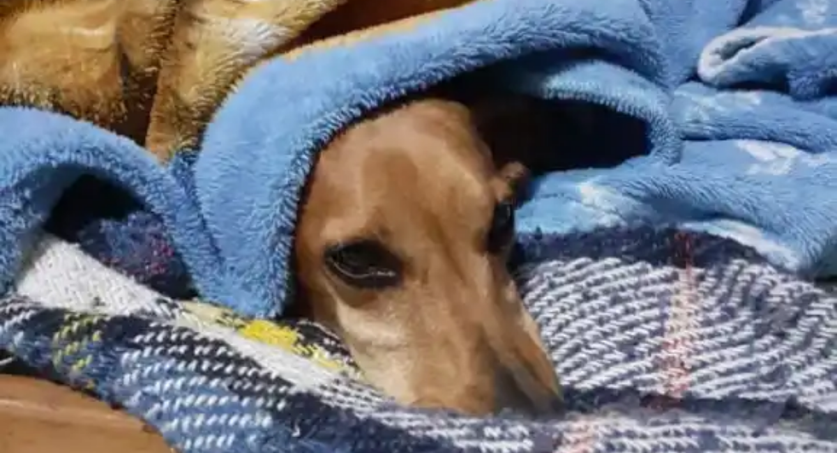 doação para ONG de animais de SJC