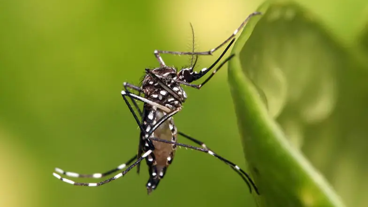 mosquito da dengue