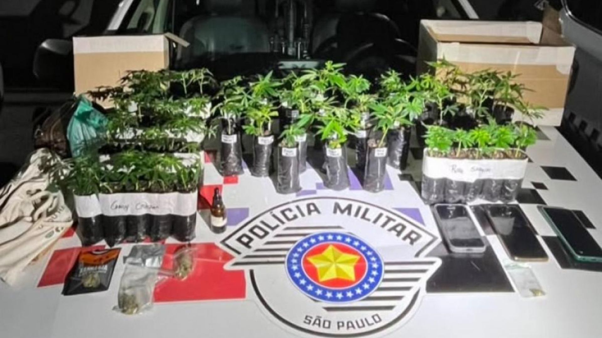 apreensão de mudas de maconha em sjc