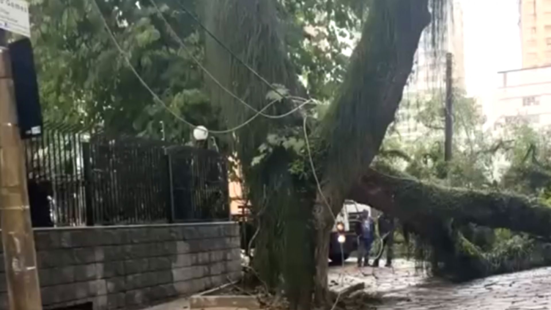 arvore cai em fiação de sjc
