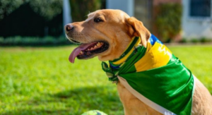 Clima de Copa do Mundo exige cuidados redobrados para proteger cães e gatos do estresse