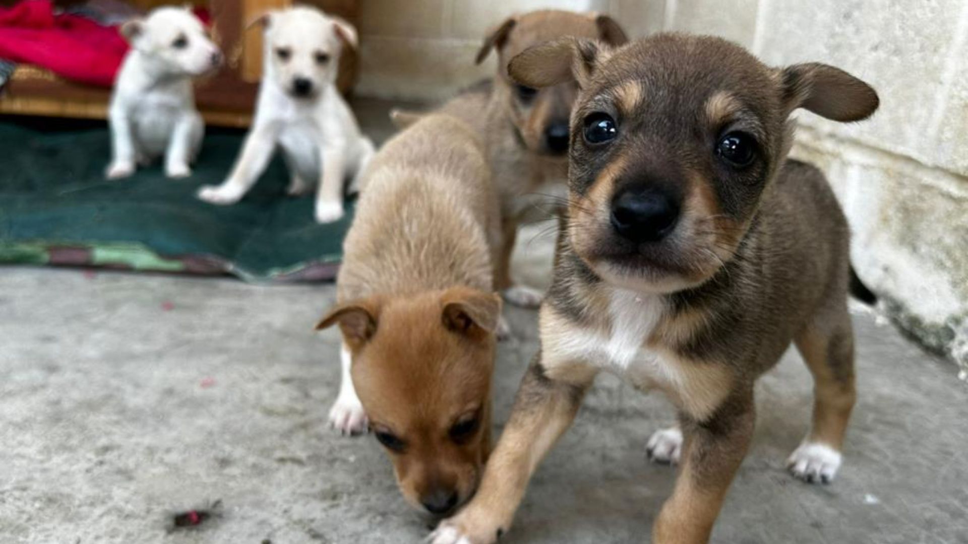 cachorros fofos