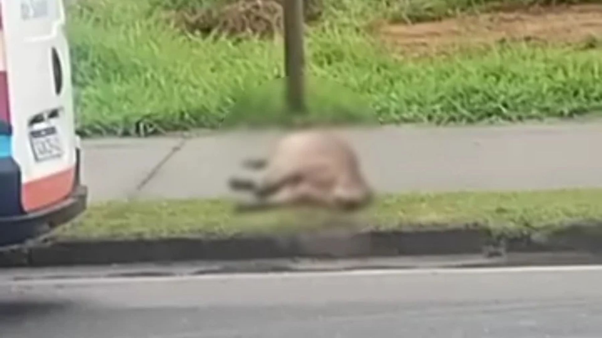 capivara morre atropelada em sjc