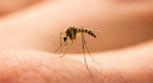 Taubaté registra oito mortes por dengue e lidera óbitos na região do Vale do Paraíba