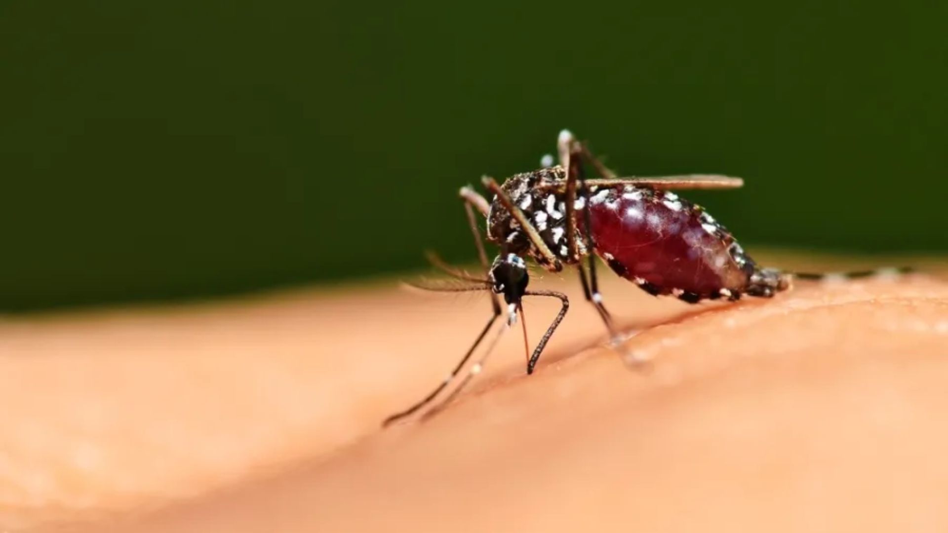 dengue taubaté