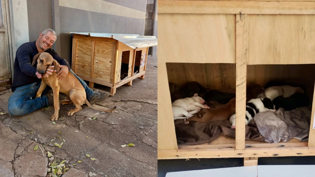 Caminhoneiro constrói mais de 1,7 mil casinhas para proteger cães e gatos do frio no interior de SP caminhoneiro constrói casas voluntariamente para cães e gatos de rua