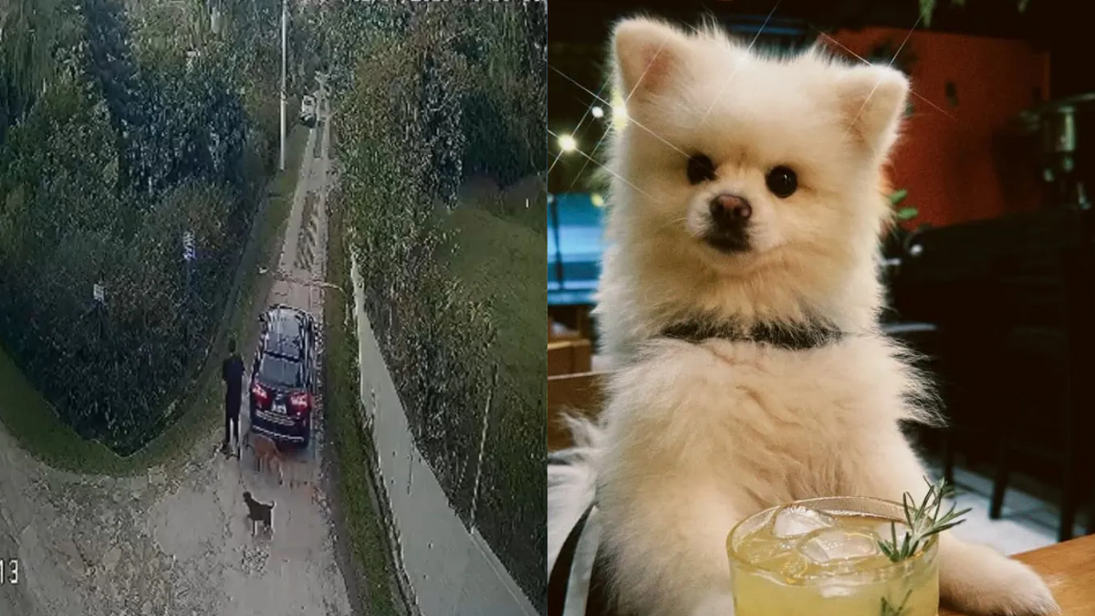 cão morre em defesa da familia e de bebe em jacareí