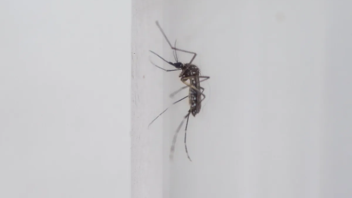 Taubaté confirma 11ª morte por dengue e Tremembé investiga 3º óbito no Vale do Paraíba dengue taubaté