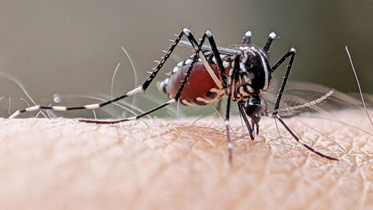 Taubaté registra 10ª morte por dengue em 2026 mosquito da dengue