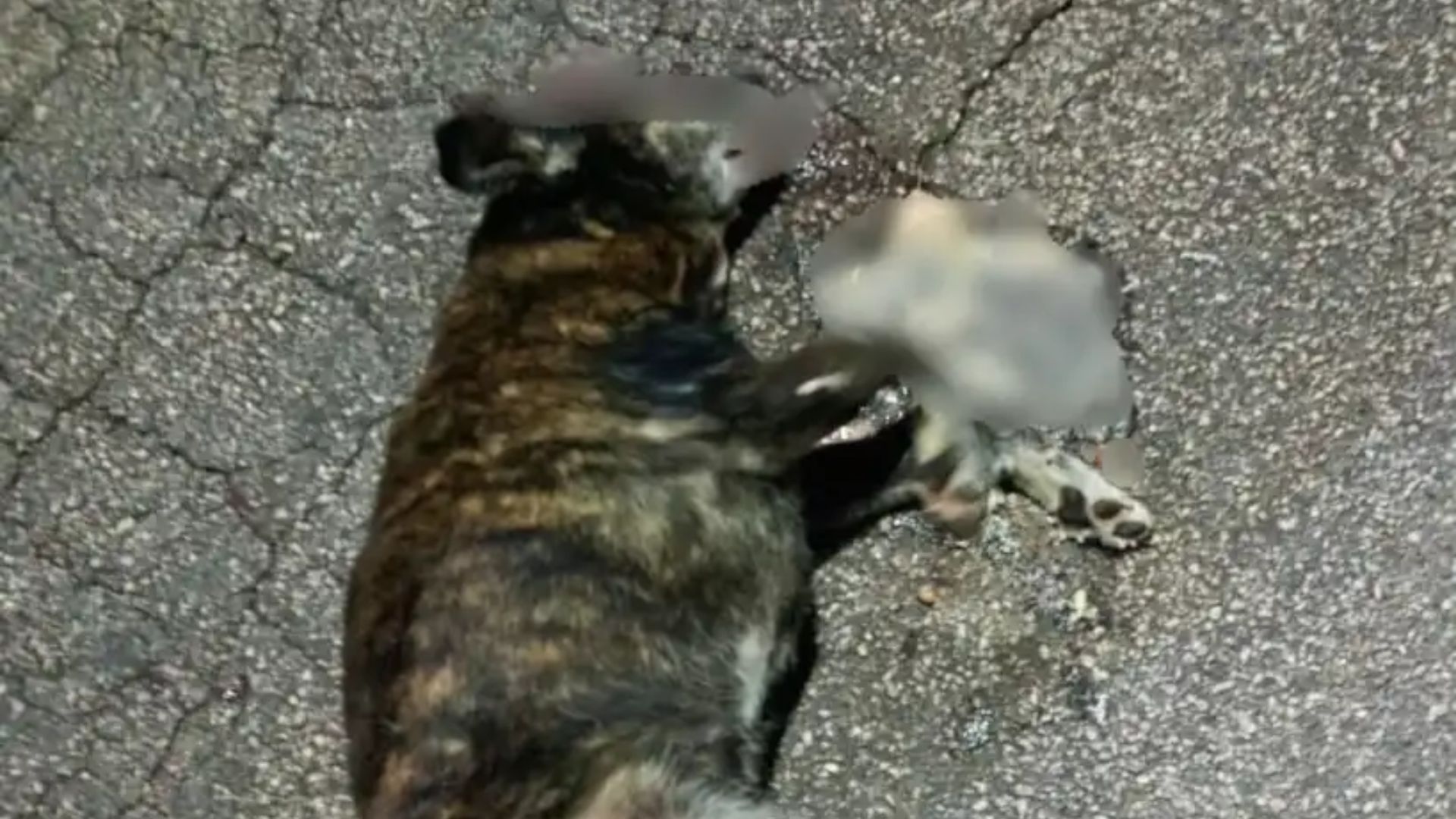 Coordenador da Fundação Casa é acusado de atropelar e matar cão comunitário em São José dos Campos foto de cãozinho comunitário em sjc