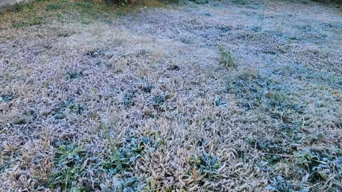 Geada cobre Campos do Jordão pelo segundo dia consecutivo após mínima de 4,5°C geada em campos