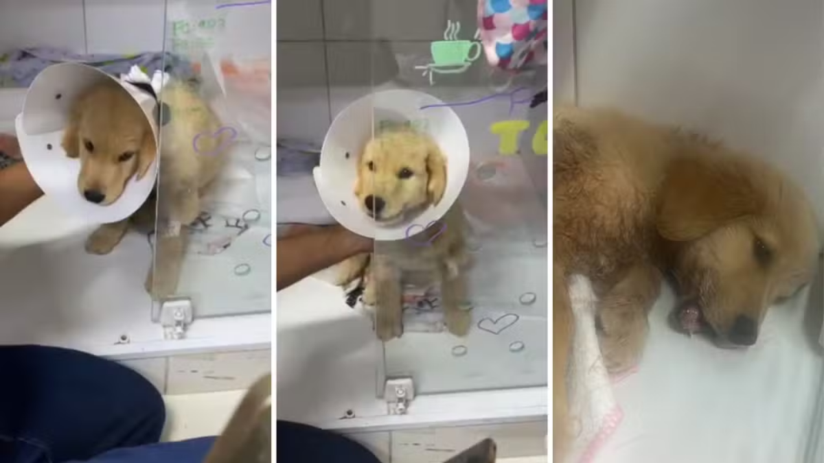 Filhote de golden retriever passa por cirurgia após ter mandíbula quebrada em ataque em SJC ataque de pitbull à filhote de goldem