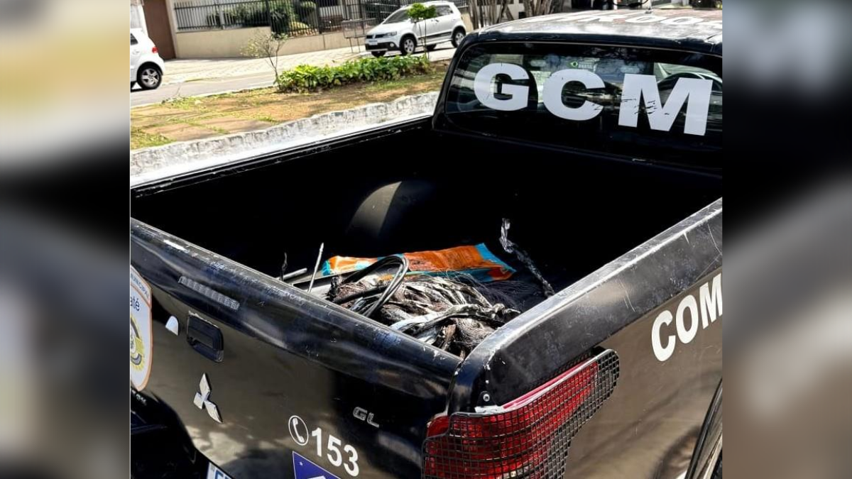 GCM de Taubaté apreende fiação furtada e fecha ferro-velho irregular após ação do monitoramento do CGI gcm apreende cobre fruto de furto de fiação