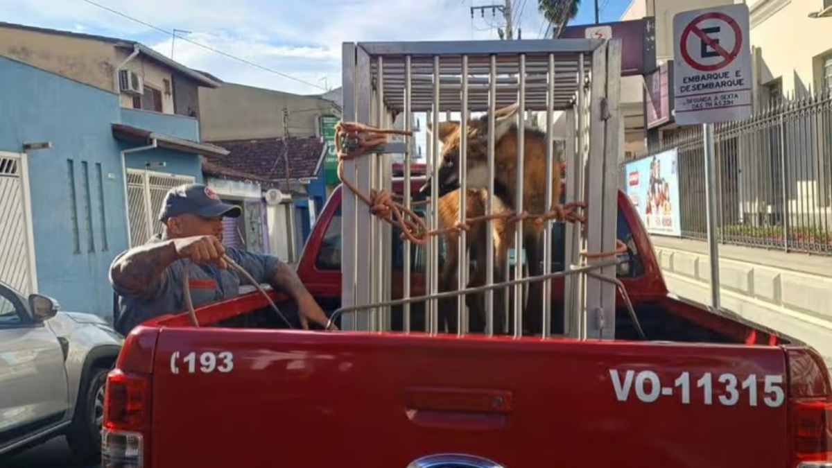 logo-guara salvo em lorena