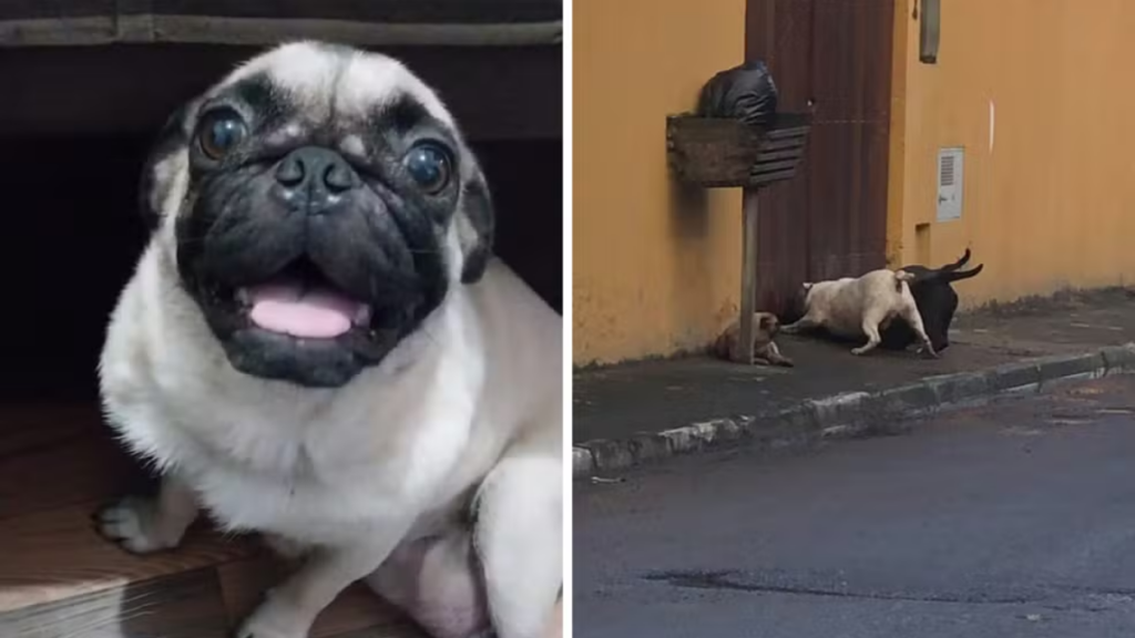 cachorra morre em caragua após ser atacada por 3 cachorros