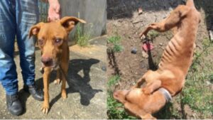 Mulher é presa em flagrante por maus-tratos a cachorro em Pindamonhangaba